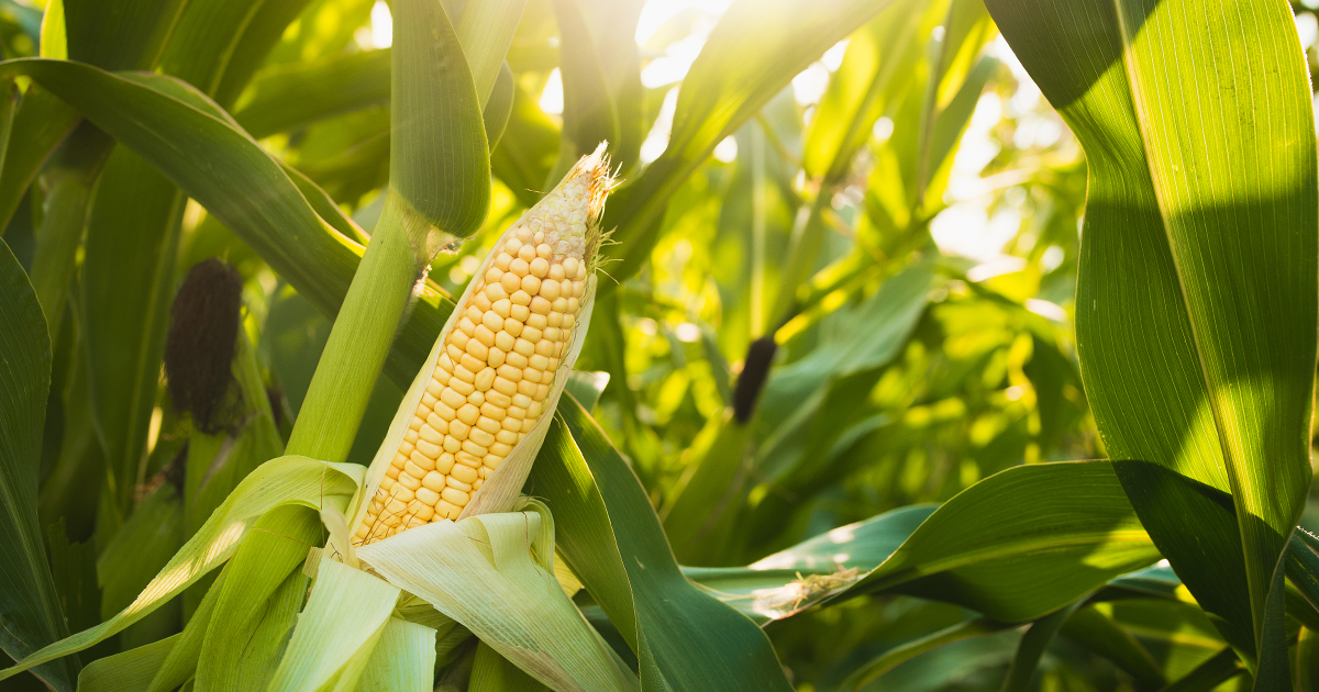 CPI & Biden Touts Bidenomics Today Good Luck. The Corn & Ethanol